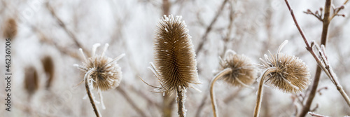Close-up of ice-covered thistle. Symbol for cold weather, hoarfrost, winter season. Panorama format.