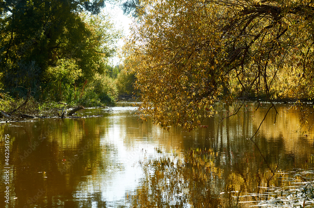 Fototapeta premium Autumn park with pond or river and weeping willow trees on the shore