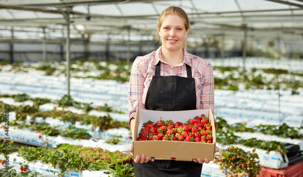 Positive woman greenhouse farmer gardening on plantation, harvesting strawberry