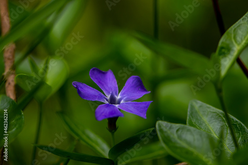 Vinca minor flower in field  close up 