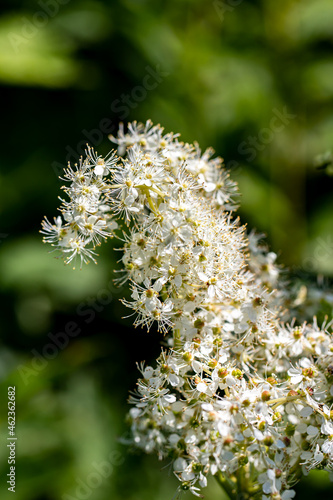 Filipendula vulgaris flower growing in field  close up 
