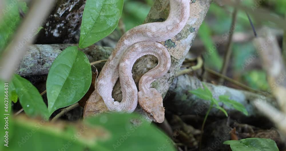 Eyelash Viper, Bothriechis schlegelii, Bocaraca, color gray- brownish, hunting posse Eyelash Viper, Bothriechis schlegelii, Bocaraca, color gray- brownish, hunting posse