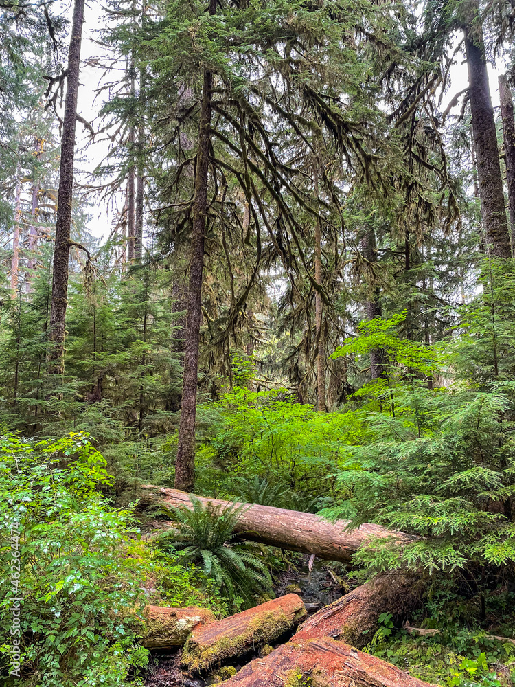 Fototapeta premium Sol Duc Falls