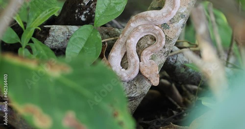 Eyelash Viper, Bothriechis schlegelii, Bocaraca, rare color gray- brownish, medium shot, hunting posse photo