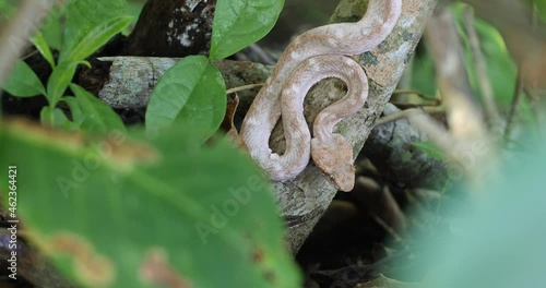 Eyelash Viper, Bothriechis schlegelii, Bocaraca, color gray- brownish, open angle photo