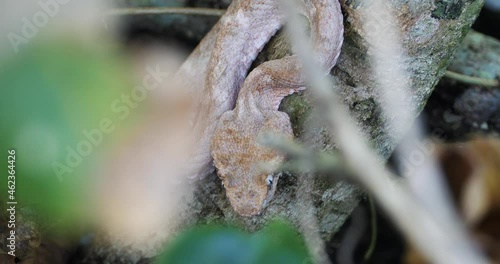 Eyelash Viper, Bothriechis schlegelii, Bocaraca, color gray- brownish, closeup, second angle photo
