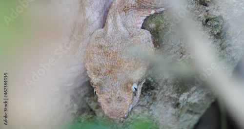 Eyelash Viper, Bothriechis schlegelii, Bocaraca, color gray- brownish, extreme closeup photo
