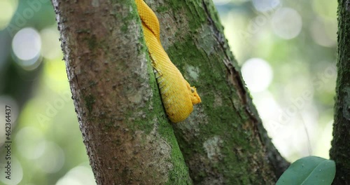 Eyelash Viper, Bothriechis schlegelii, Bocaraca, yellow color, male oropel, medium shot photo