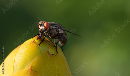Close up or Macro flies are...
