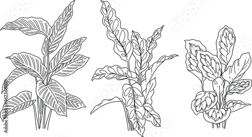 Black and white hand drawn sketch of tropical plant illustration vector