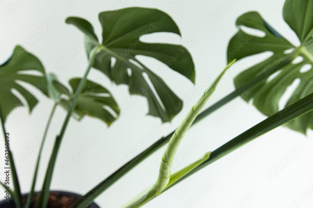 Monstera giant gave birth to a new leaf. Tear off the leave Monstera giant gave birth to a new leaf. Tear off the leave
