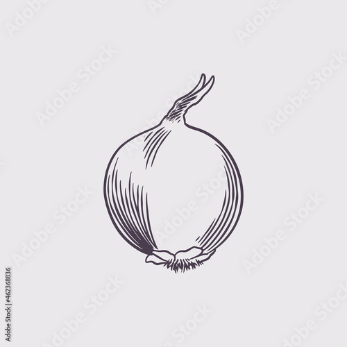 Ink sketch of onion isolate...