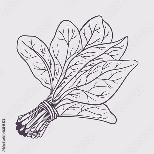 Ink sketch of spinach. Hand...