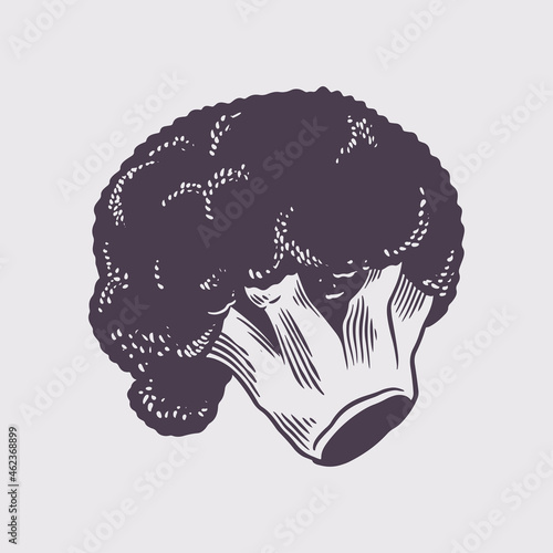 Cauliflower. Ink sketch iso...