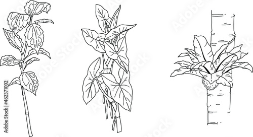 Black and white hand drawn sketch of plant illustration vector element