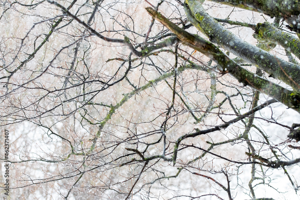 Tree branch with raindrops in winter forest during thaw Tree branch with raindrops in winter forest during thaw