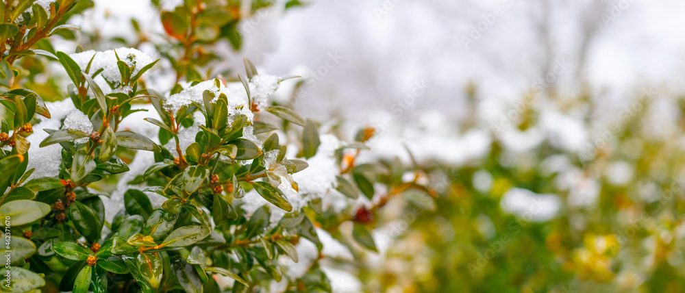 Snow-covered boxwood bush with green leaves, boxwood in winter Snow-covered boxwood bush with green leaves, boxwood in winter
