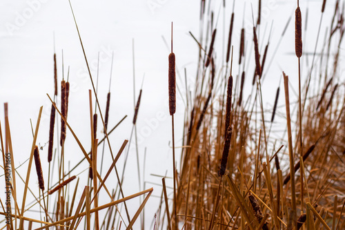 Thickets of reeds near the river covered with ice and snow