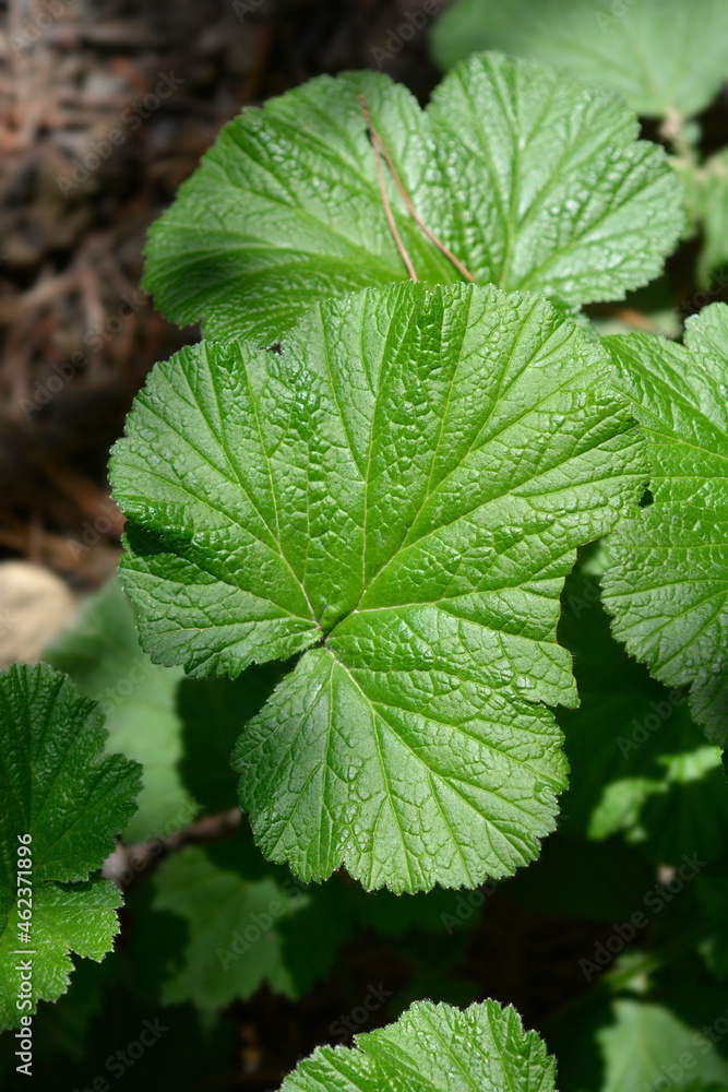 Water avens