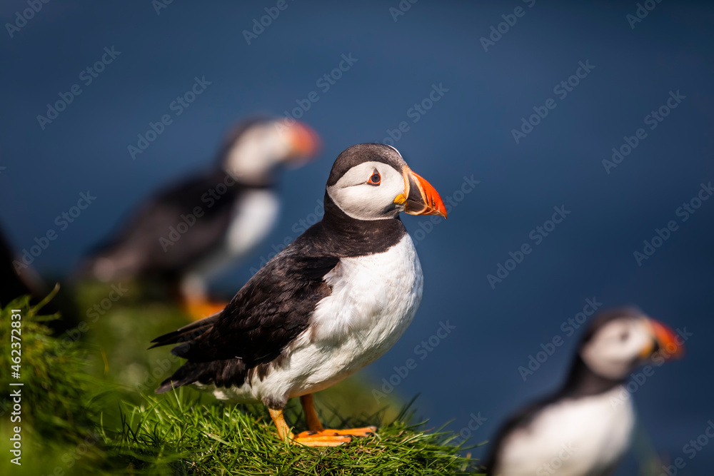 Atlantic Puffins bird or common Puffin in grass. Mykines, Faroe Islands. Atlantic Puffins bird or common Puffin in grass. Mykines, Faroe Islands.