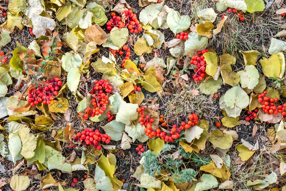 Fallen autumn leaves and rowan berries as a natural colorful background. The time of the year is autumn. Fallen autumn leaves and rowan berries as a natural colorful background. The time of the year is autumn.