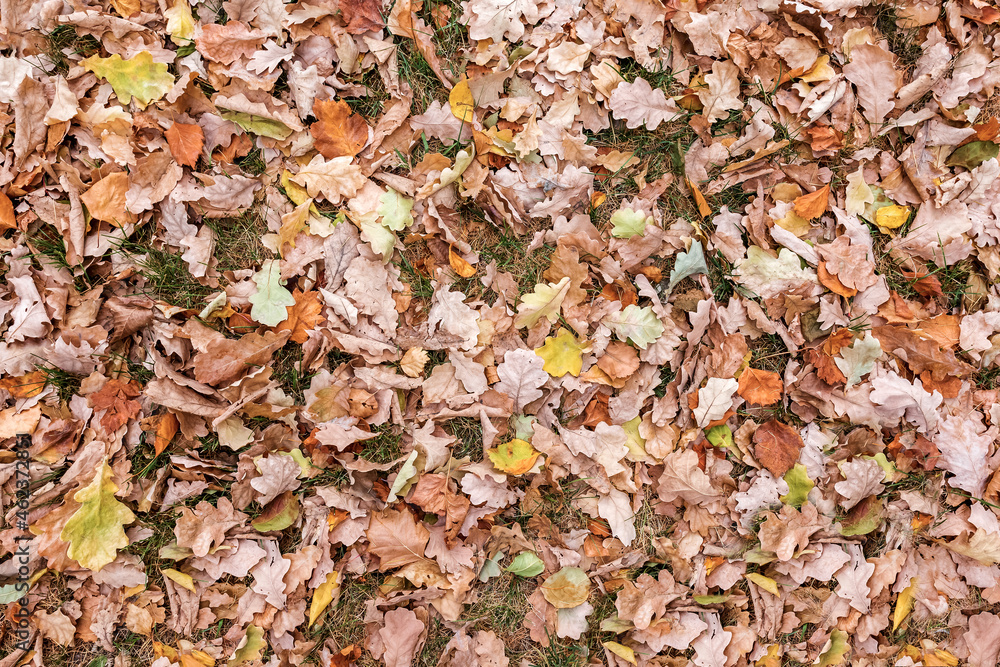 Fallen dry oak leaves lie on the grass. Natural background of multicolored foliage. Top view. Fallen dry oak leaves lie on the grass. Natural background of multicolored foliage. Top view.