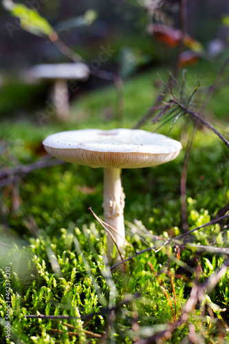 agaric mushroom grzyb grzybobranie las jesień autumn fungus forest fruit of forest nature 