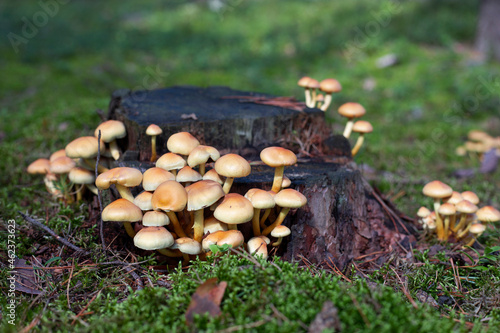 agaric mushroom grzyb grzybobranie las jesień autumn fungus forest fruit of forest nature  photo