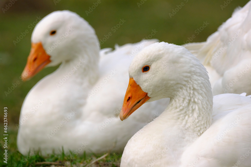 Two white domestic geese resting on the grass