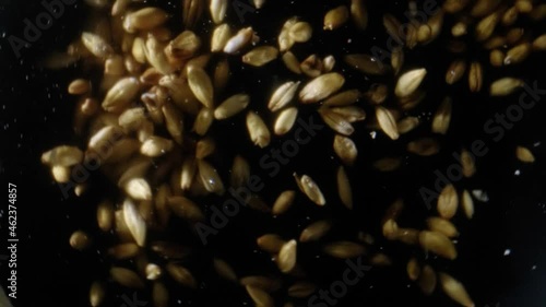 Wallpaper Mural Barley malt for making beer or whiskey. Malt is brewed on a dark background. Torontodigital.ca