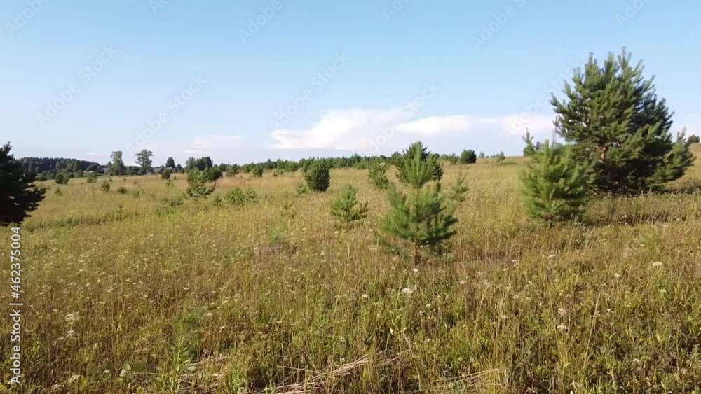 the camera flies at a low altitude over the grass and meadow the camera flies at a low altitude over the grass and meadow
