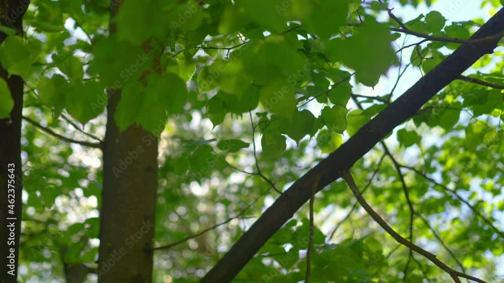 Sunlight behind the trees in 4K Slow motion 60fps Sunlight behind the trees in 4K Slow motion 60fps