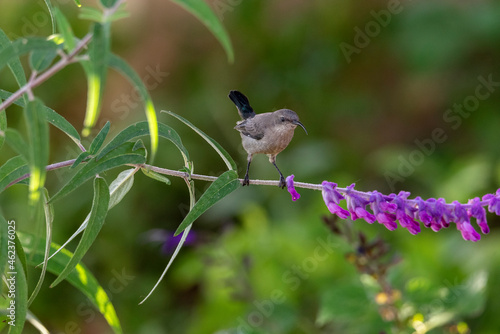 Female dusky sunbird drinking nectar from sits on a twig. photo