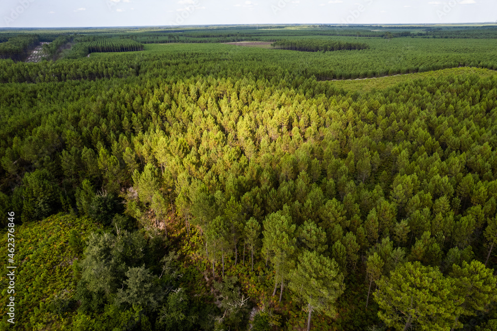 Photo aérienne de d'une forêt Landaise. Prise de vue par drone d'une forêt.	