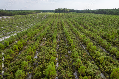 Vue a  rienne d une for  t en cours de reforestation dans les Landes. Prise de vue par drone d une plantation d arbre avec une route