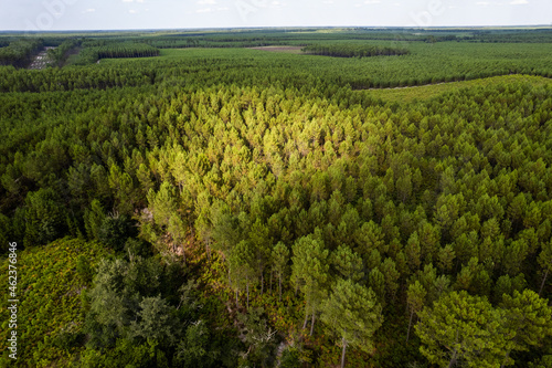 Photo aérienne de d'une forêt Landaise. Prise de vue par drone d'une forêt. 