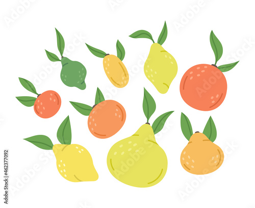 Fototapeta Naklejka Na Ścianę i Meble -  Doodle citrus fruits. Citrus orange, lime, lemon and pomelo vitamin fruits. Hand drawn organic sour taste fruits. Citrus fruits vector isolated illustration symbols set