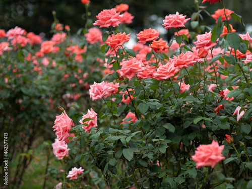 Wallpaper Mural しっとりとした空模様の日のバラ Torontodigital.ca