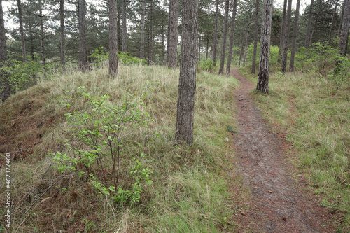 A path leading through a forest
