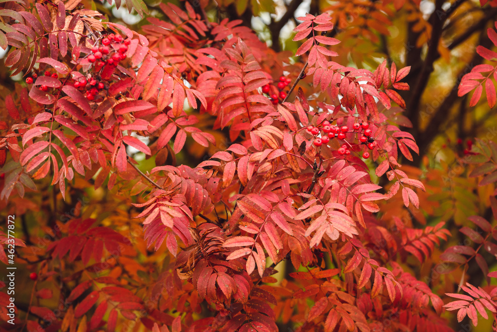 Crimson leaves of rowan close-up. Rowan bunches. Bright colors of leaves of autumn rowan. Crimson leaves of rowan close-up. Rowan bunches. Bright colors of leaves of autumn rowan.
