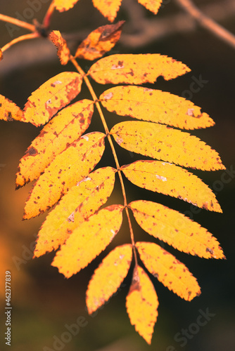 Golden leaves of mountain ash in the autumn forest.