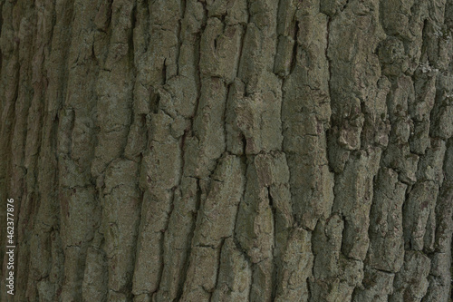Texture of old wood close up