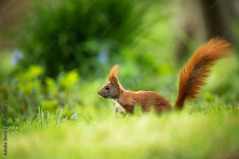 Eichhörnchen am Boden Eichhörnchen am Boden