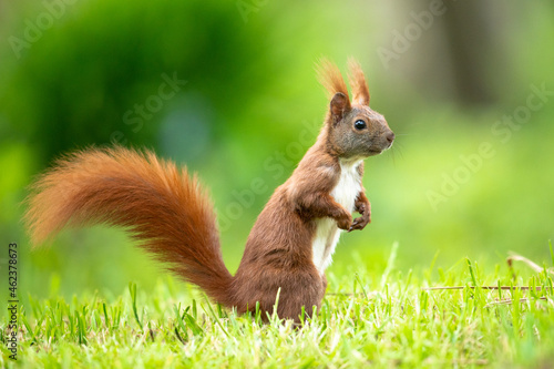 Eichhörnchen am Boden