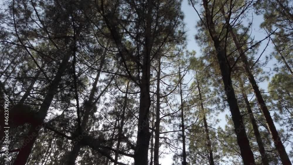 forest landscape in slow motion - moving in coniferous tree forest on a summer day forest landscape in slow motion - moving in coniferous tree forest on a summer day
