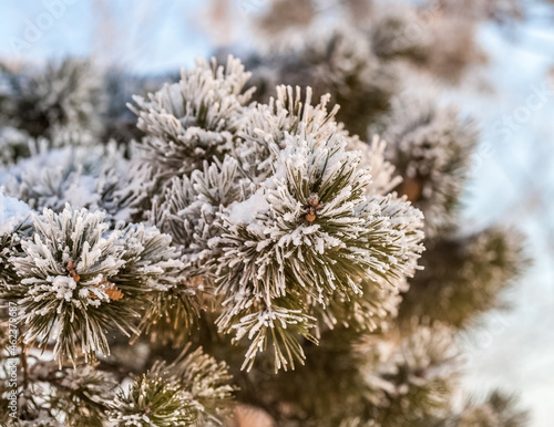 Pine branches with cones with snow close-up in winter © Александр Коликов