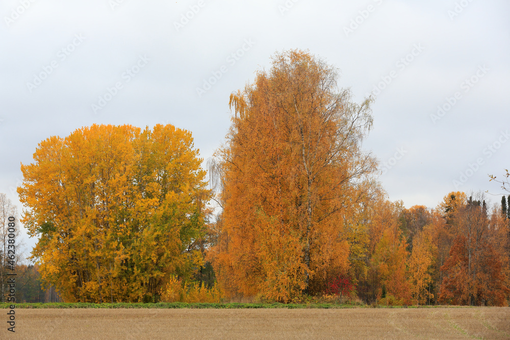 Tall autumn colored trees next to a field