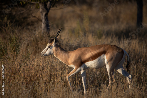 The springbok wild african animals in  Etosha National park. Namibia
