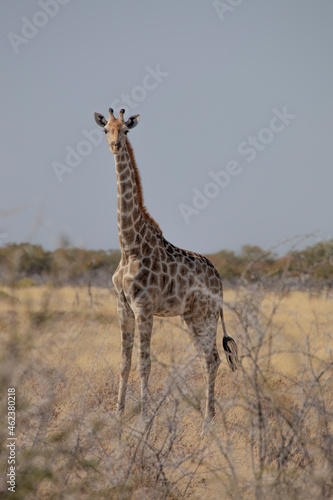 Giraffe in the Etosha national park  Namibia 