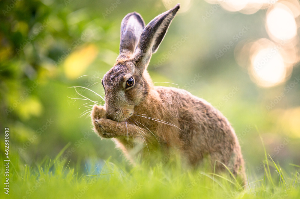 Fototapeta premium Feldhase im Gegenlicht